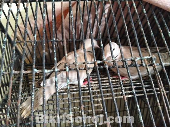 Australian Dove